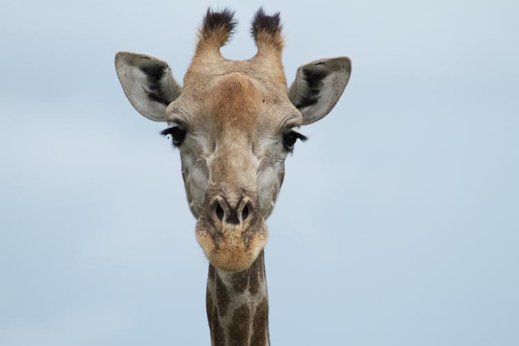 Giraffe Thumbnail
