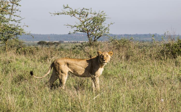 Nairobi Thumbnail
