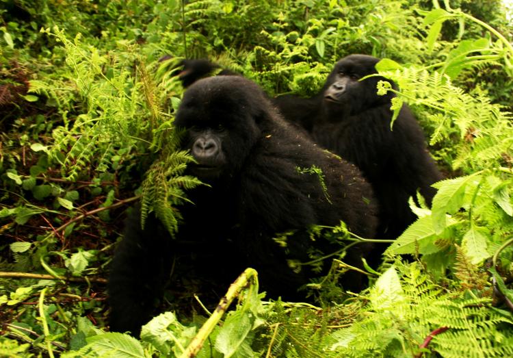 Gorillas Thumbnail